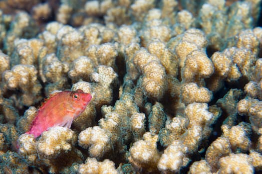 A small red hawk fish on a Hard coral