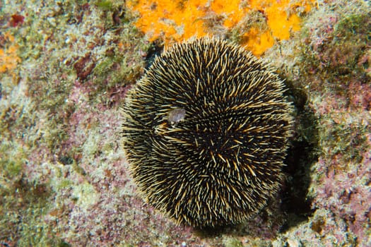 sea urchin close up portrait underwater