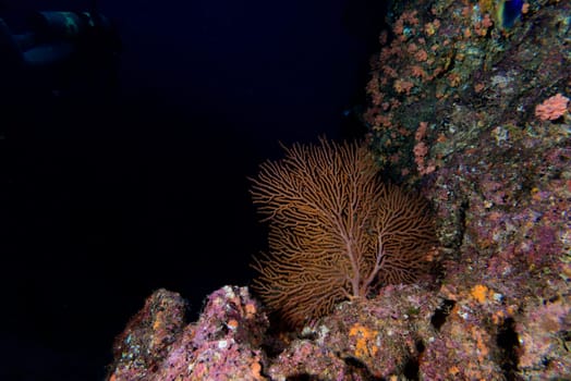 A colorful fish on gorgonia coral