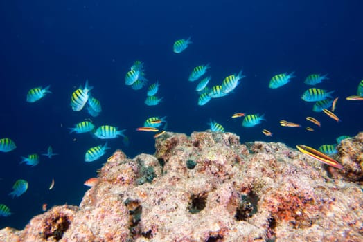 Reef colorful underwater landscape on blue ocean background