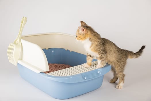 Showcase feline hygiene and care through an isolated cat in a plastic litter toilet box or sandbox against a white background. This educational image illustrates a clean well-maintained environment.