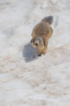 Isolated Marmot while running on the snow background in winter