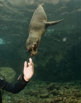 Puppy sea lion seal coming to scuba diver hand for playing 