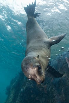 sea lion seal coming to you underwater