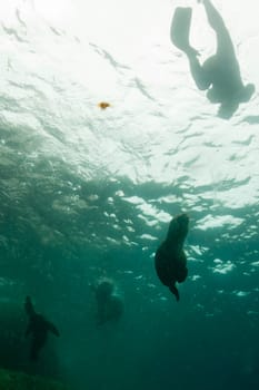 sea lion seal coming to a snorkelist