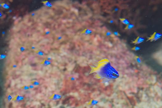 Blue and yellow fishes on Reef colorful underwater landscape background