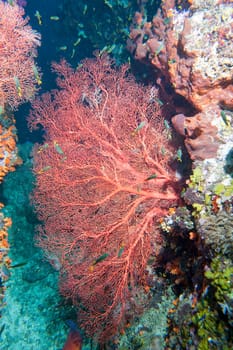 Colorful underwater landscape reef of Raja Ampat Papua