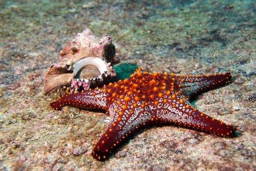 sea stars in a reef colorful underwater landscape background