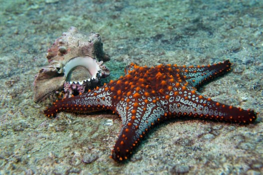 sea stars in a reef colorful underwater landscape background