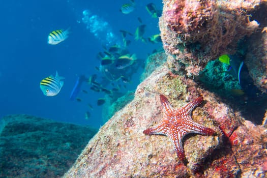 sea stars in a reef colorful underwater landscape background