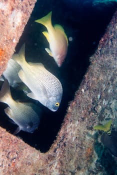 Ship Wreck underwater while diving