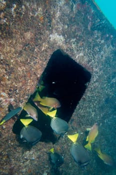 Ship Wreck underwater while diving