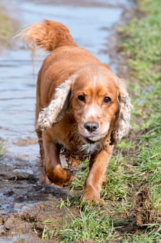 English cocker spaniel while playing in the river