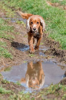 English cocker spaniel while playing in the river