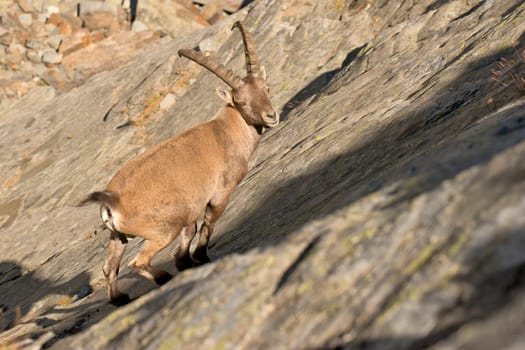 An isolated ibex deer long horn sheep close up portrait on the brown and rocks background in Italian Dolomites