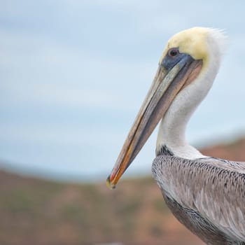 Pelican portrait on the sky background