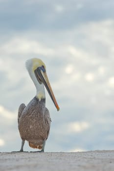 Pelican portrait on the sky background