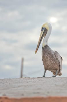 Pelican portrait on the sky background