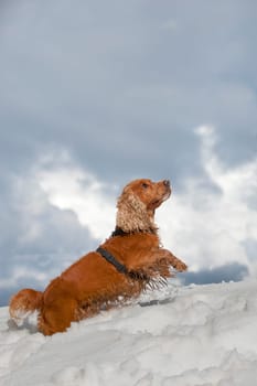 Young cocker spaniel dog looking at you while playing on the snow