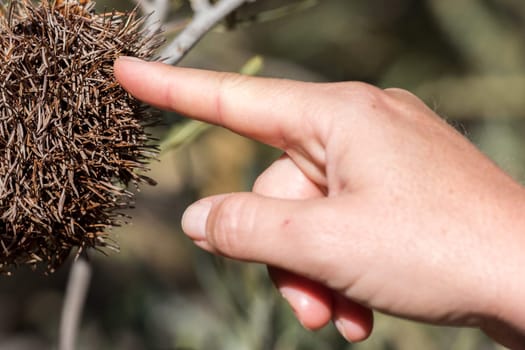 detail of hand of Woman while finger is touching spikes and thorns