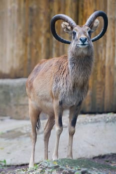 ibex long horn sheep deer close up portrait