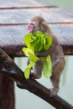 A monkey portrait while eating