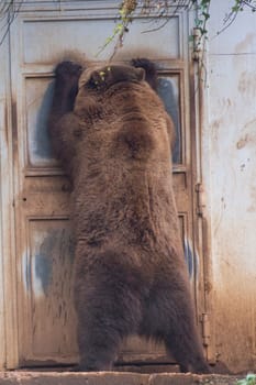 Black grizzly bears while trying to enter inside a house