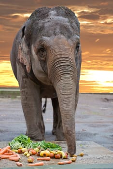 elephant while eating fruit on sunset background