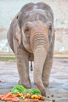 elephant while eating fruit and looking at you