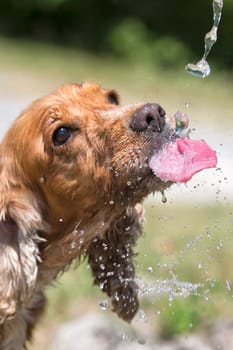 Dog puppy cocker spaniel while drinking water