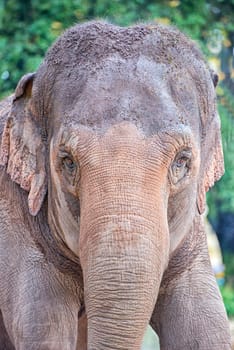 elephant while looking at you