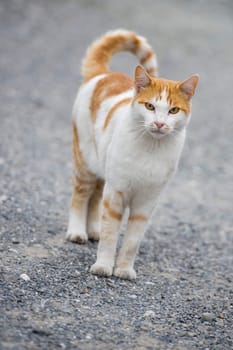 Isolated White and brown cat looking at you