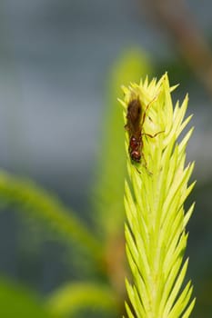 A red ant hanging on green moss macro close up detail