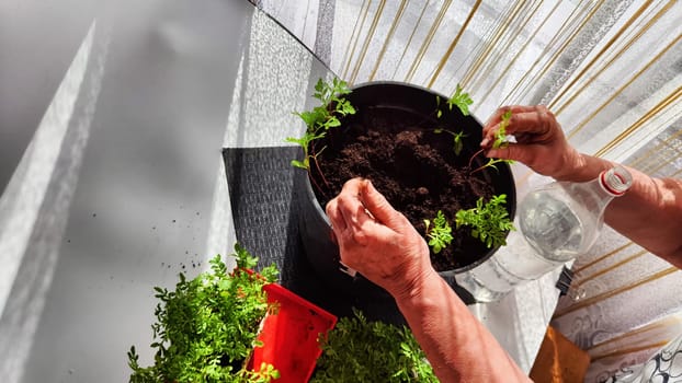 Planting marigold flowers in a pot. Reproduction of plants in spring. Young flower shoots and greenery for the garden. The hands of elderly woman, bucket of earth, green bushes and twigs with leaves