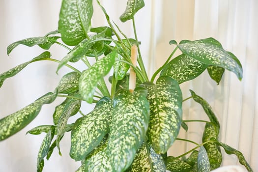 Dieffenbachia plant in a pot on a stool by the window. Retro interior in light colors. Background with plant with green leaves and fabric