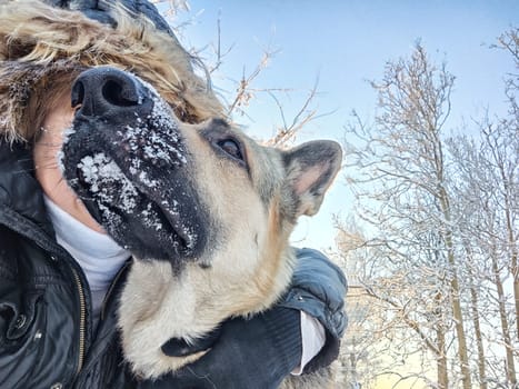 Adult girl with shepherd dog taking selfies in winter forest. Middle aged woman and big shepherd dog on nature in cold day. Friendship, love, communication, fun, hugs