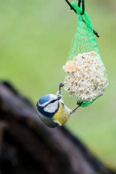 A blue tilt bird while eating on the green background