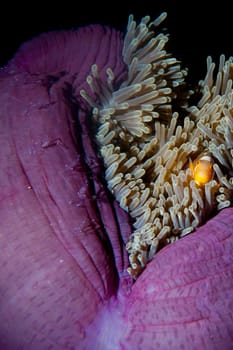 Clown fish family inside a pink violet anemone with shrimps 