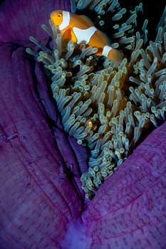 Clown fish family inside a pink violet anemone with shrimps 