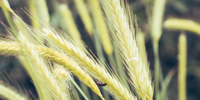 Agriculture field golden ears wheat close up photo. Bug on the grass photography. Front view sunny farmland. Photography with blurred background. High quality picture for wallpaper, travel blog, magazine, article