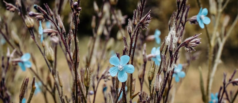 Blue flax blossom field flowers photo. Small blue bloom flowers on meadow photography. Growing plants in the morning. High quality picture for wallpaper