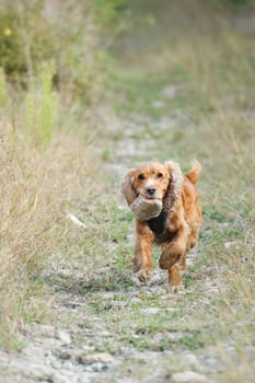 An english brown cocker spaniel running to you in grass background