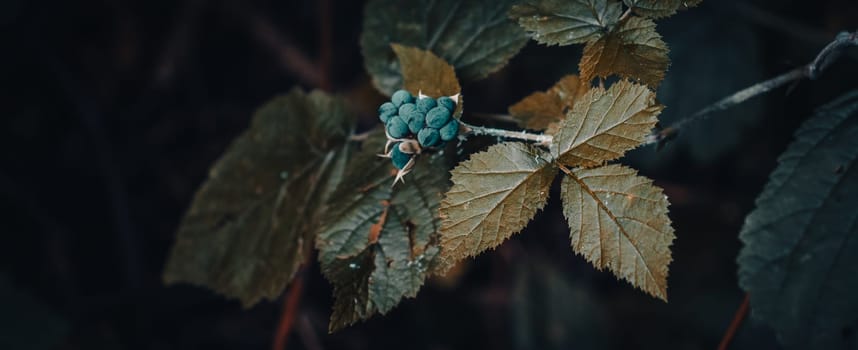 Close up blackberry branch autumn bush concept photo. Outdoors in rural morning. Front view sunny garden. Photography with blurred background. High quality picture for wallpaper