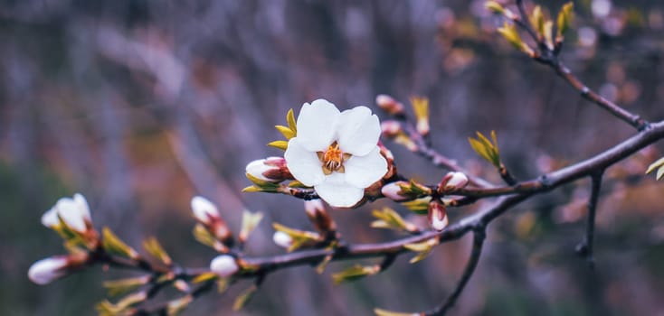 Close up blooming white apricot on branch photo. Blossom festival in spring morning. Photography with blurred background. High quality picture