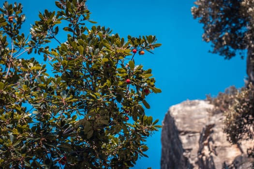 Natural park of Sant Miquel del Fai photo. Beautiful mountain view of hills grade in the morning photography. Idyllic scene in Catalonia. High quality picture for wallpaper, article