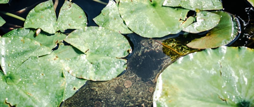 Close up view of water lily flower in daytime concept photo. Garden pond filled with aquatic plants photography. Front view sunny morning garden. High quality picture for wallpaper