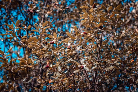 Brown acorns and green oak photo. Acorn on branches with selective focus against blue sunny sky. Beautiful nature scenery photography. Idyllic scene. High quality picture for wallpaper, article