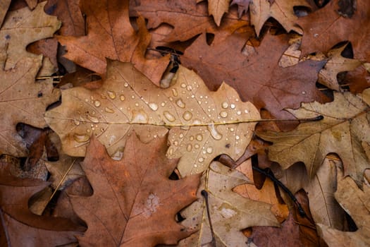 Wet oak leaves on the ground in rainy forest concept photo. Autumn atmosphere image. Beautiful nature scenery photography. High quality picture for wallpaper, travel blog.