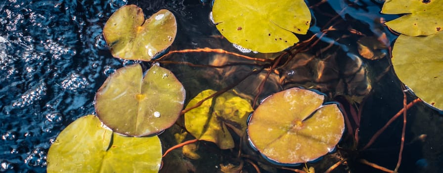 Close up view of water lily flower in daytime photo. Aquatic flower leaves under sunlight photography. Beautiful nature scenery photography. Idyllic scene. High quality picture for wallpaper, travel blog.