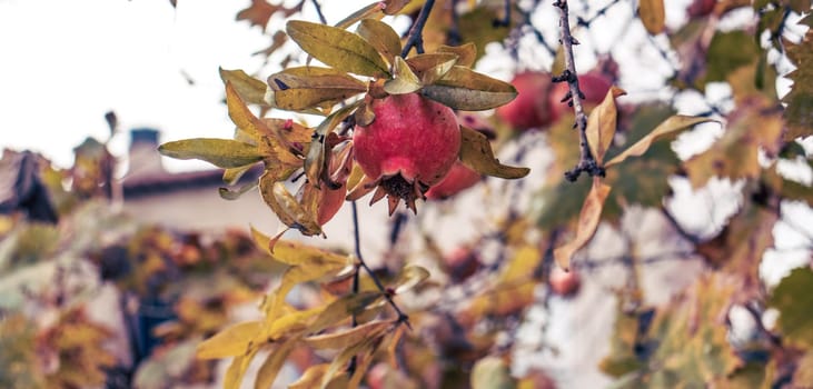 Pomegranate fruits hanging on a tree branches in the garden. Harvest concept. Morning autumn light. Soft selective focus. High quality picture for wallpaper, article